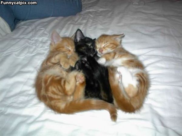 Triple Sleeping Kittens