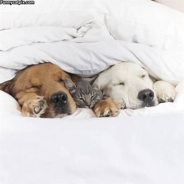Tucked In With My Buddies