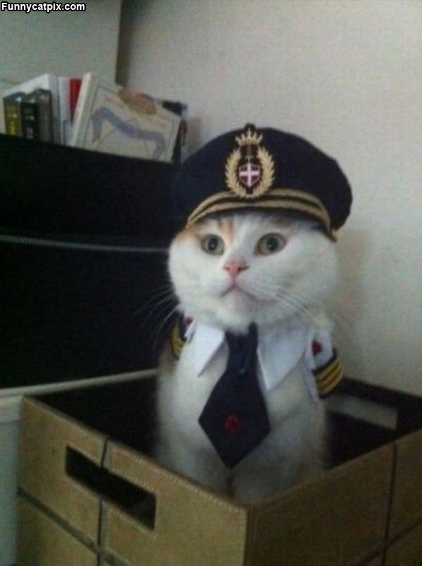 Very Official Cat