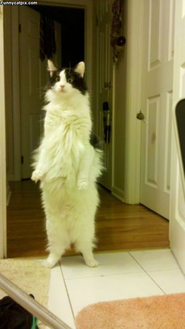 Very Tall Cat