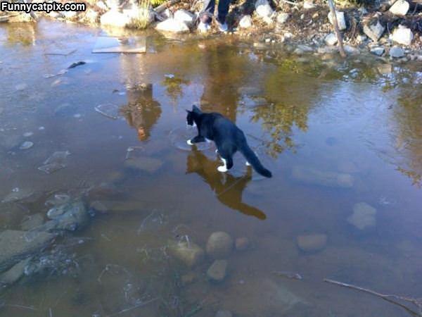 Walking On Water Cat