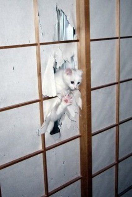 Wall Climber Cat