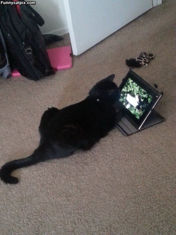 Watching Cat Videos