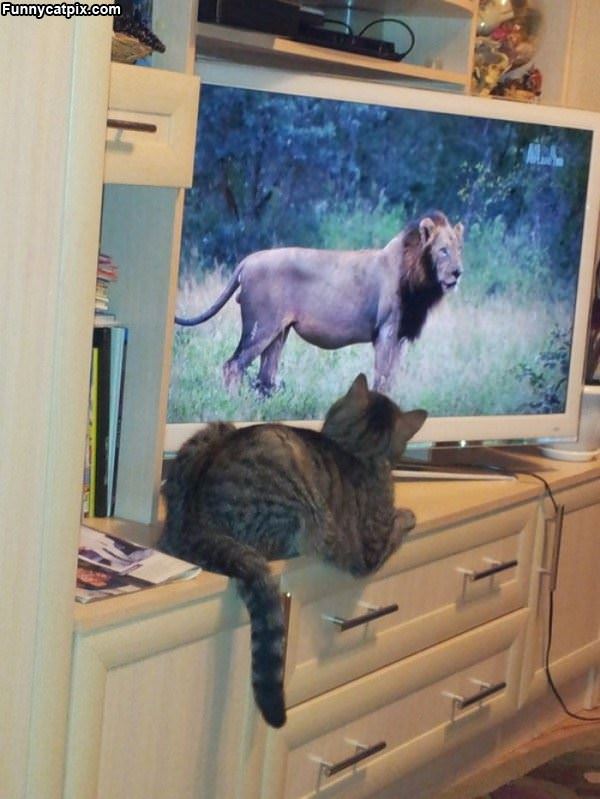 Watching The Lion Show