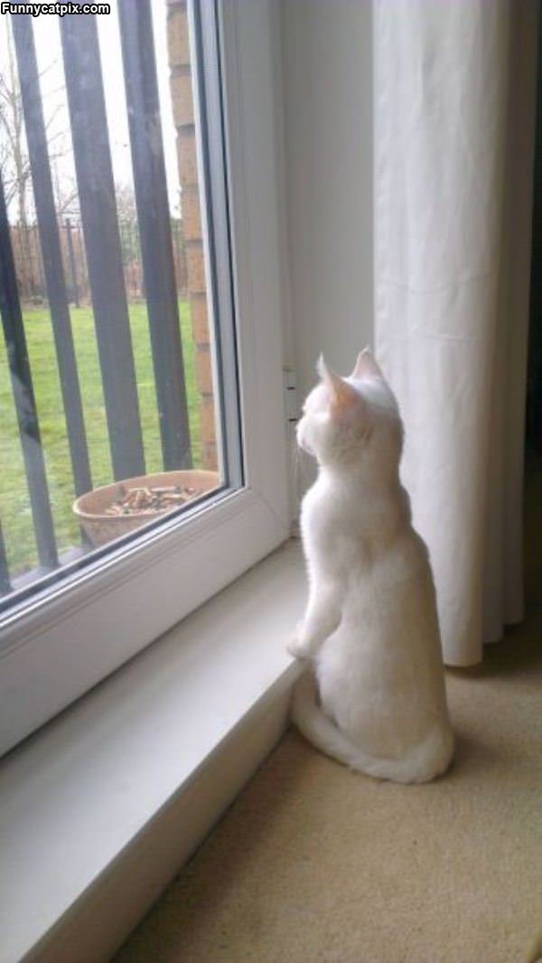 Watching The Outside