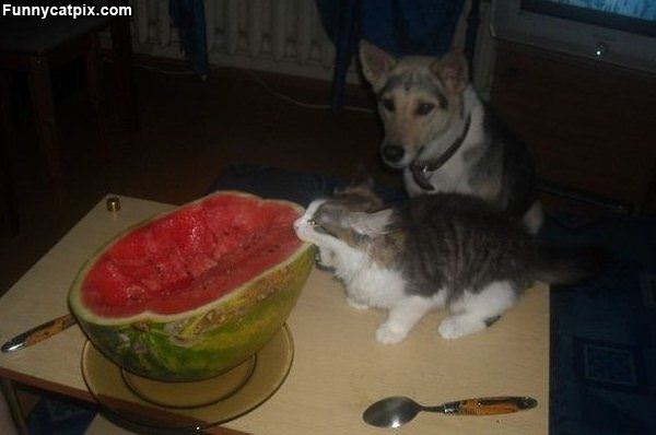 Watermelon Cat