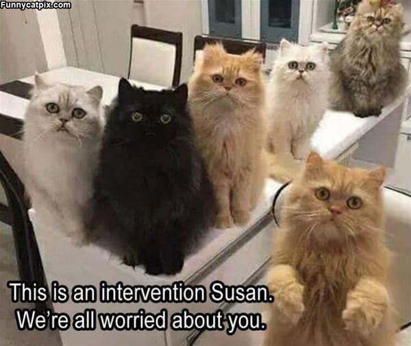 We Are Worried Susan