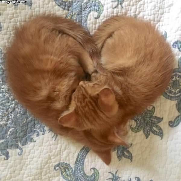We Made A Heart