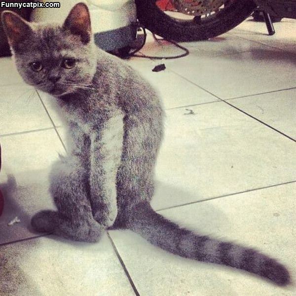 Weird Stretchy Cat