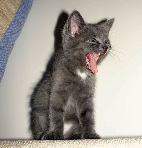 Weird Yawn