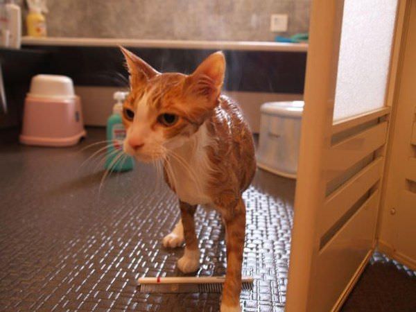 Wet Cat Is Mad