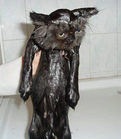 Wet Cat Is Not Happy