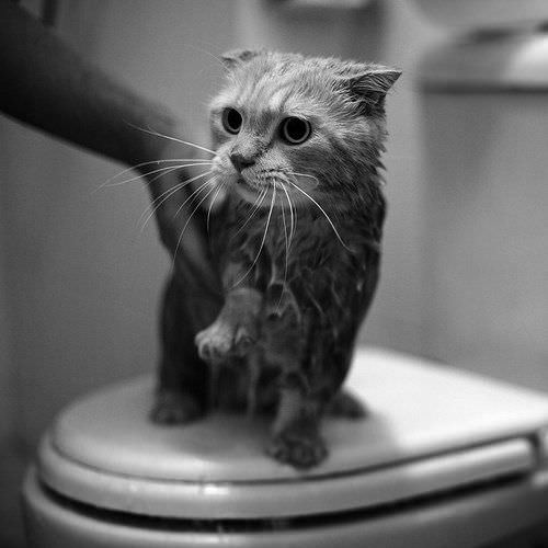 Wet Toilet Cat