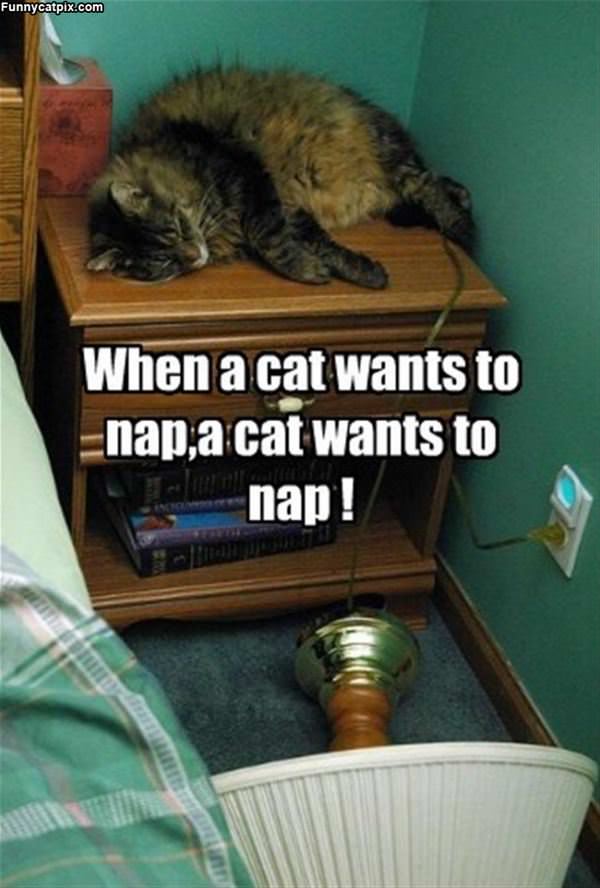 When A Cat Wants To Nap