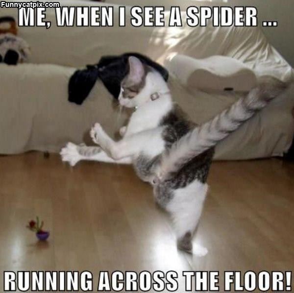 When I See A Spider
