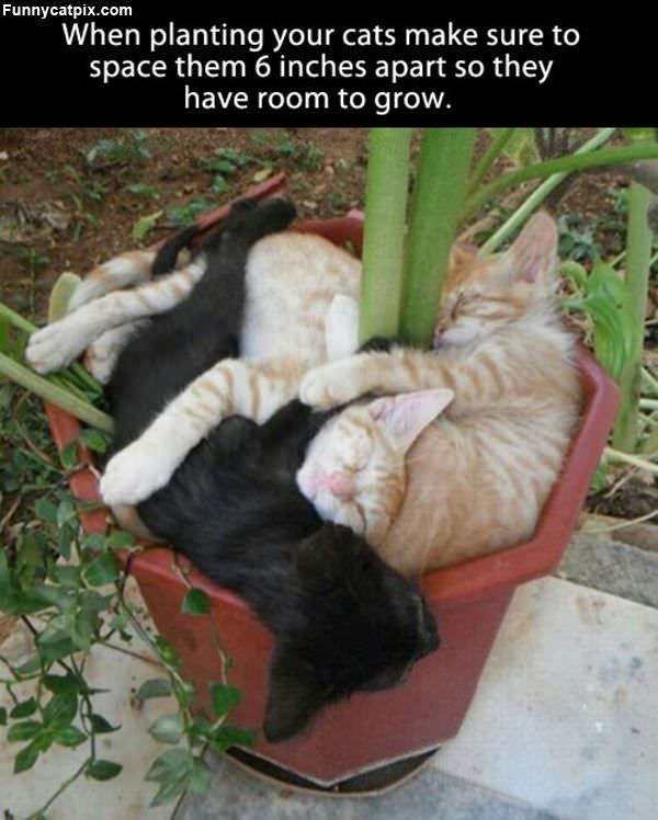 When Planting Cats