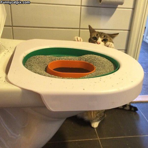 Where The Cat Pees
