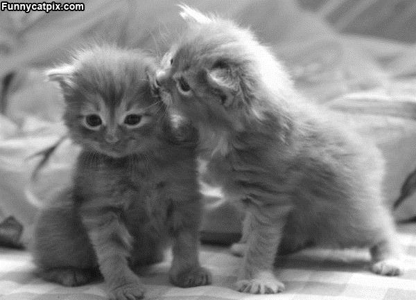 Whispering Kittens
