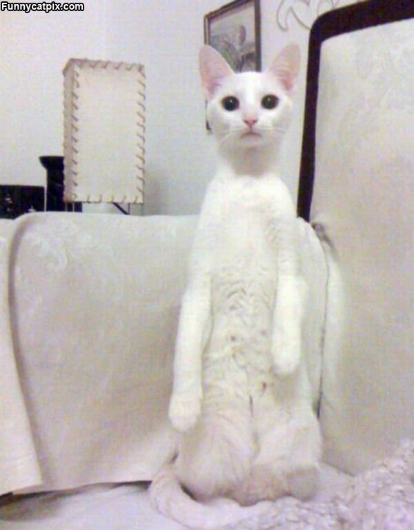 White Cat Standing Tall
