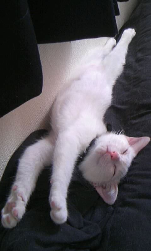 White Sleeping Cat