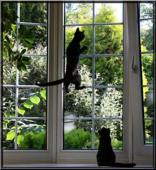 Window Climber