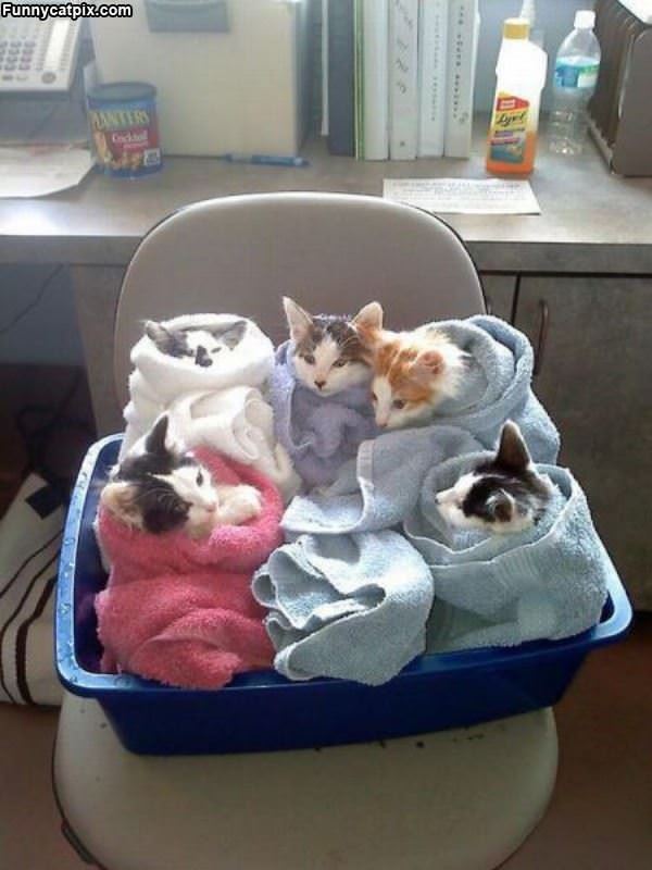 Wrapped Up Kitties