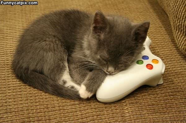 Xbox Kitten