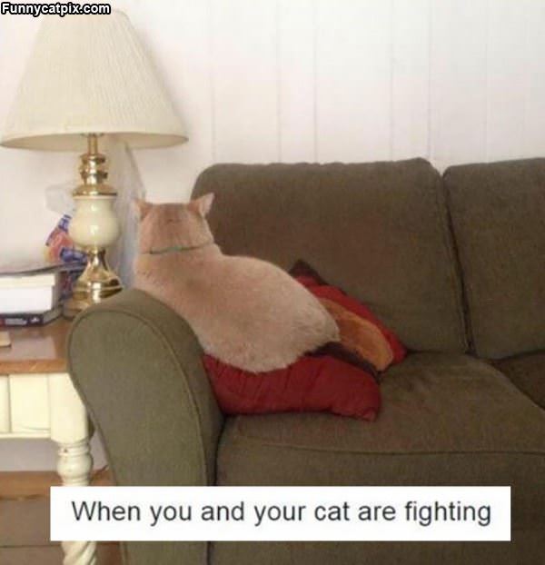 You And Your Cat Fighting