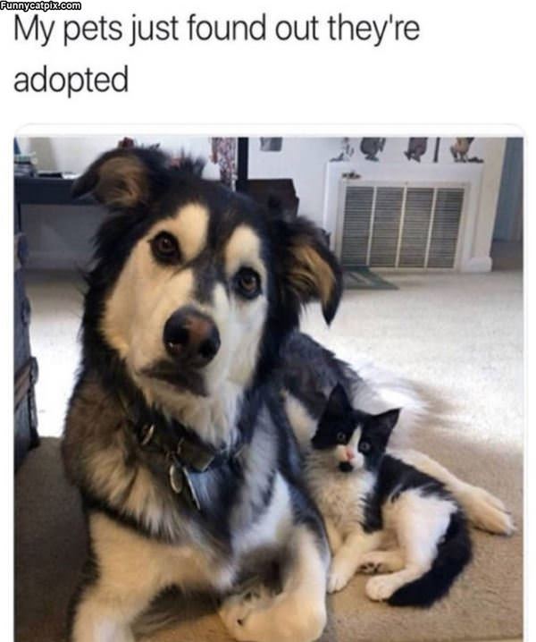 You Are Adopted