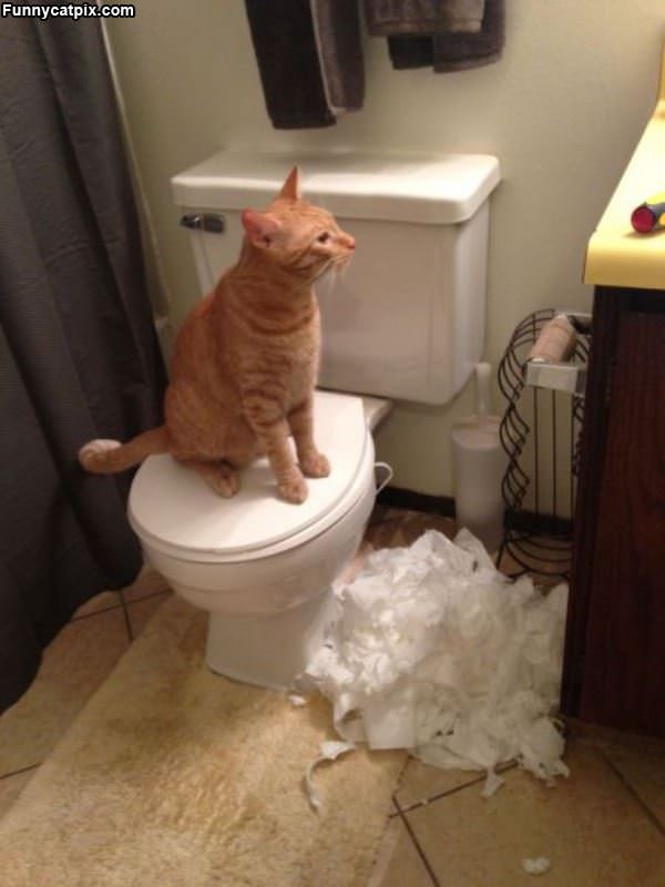 You Are Out Of Toilet Paper