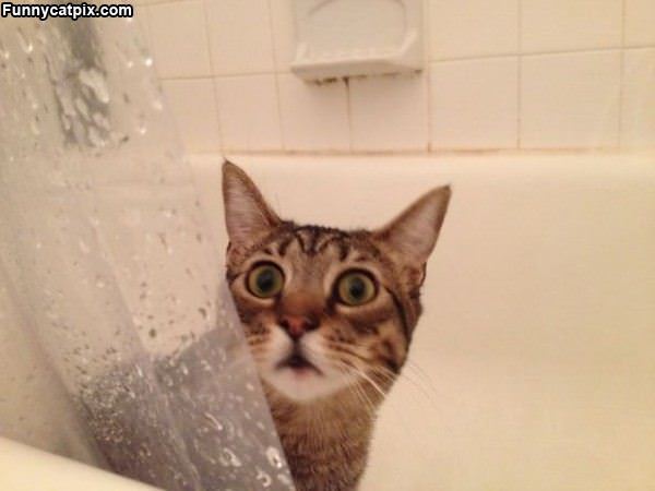 You Didnt Say Bath