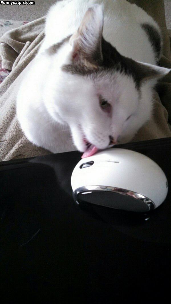 You Taste Good Mouse