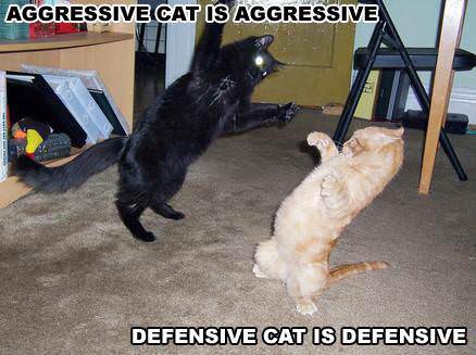 Aggresive vs Defensive Cat