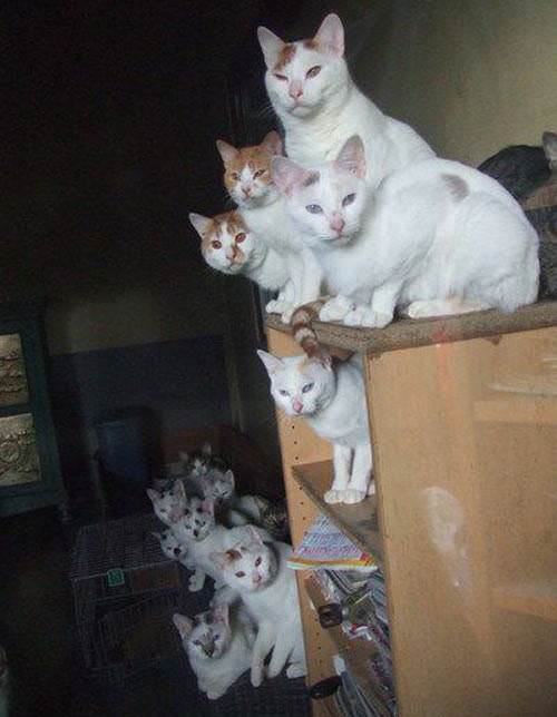 Army of Cats