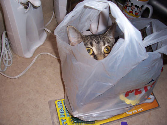 Bag cat