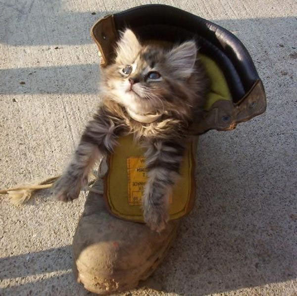 Boot Kitten