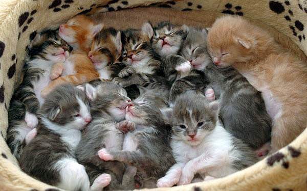 Box O Kittens