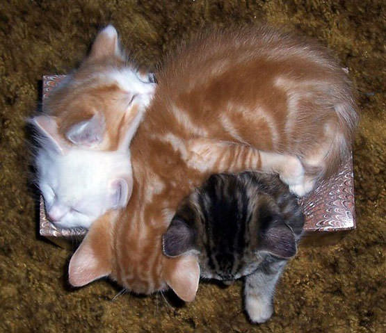 Box o Kittens
