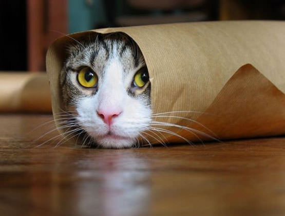 Burrito Cat