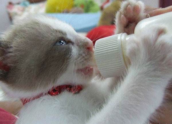 Baby Bottle Kitten