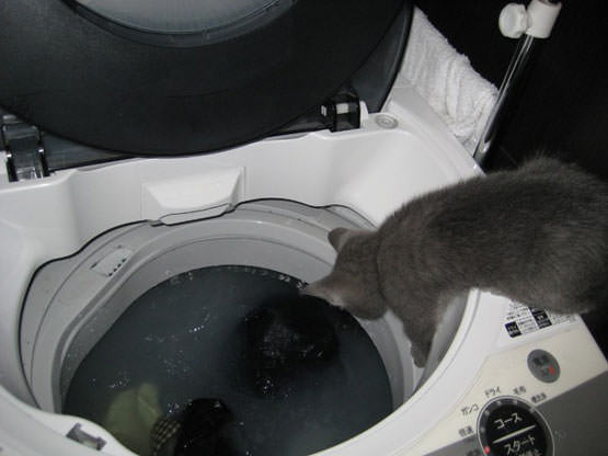 Cat doing laundry
