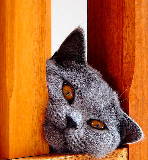 Orange eyed cat
