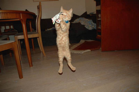 Cat playing catch