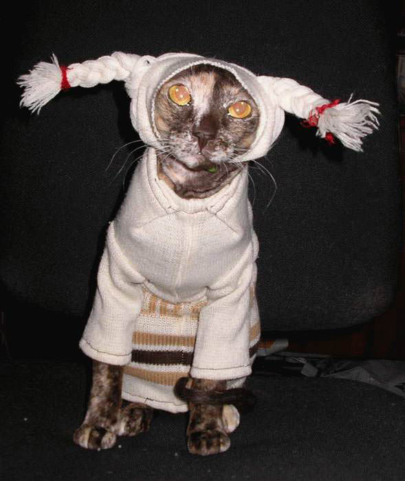 Silly Costume Cat