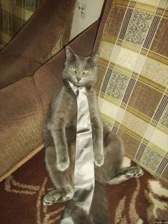 Cat Wearing a Tie