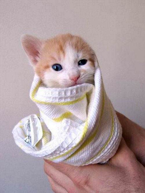 Kitten Wrapped Up