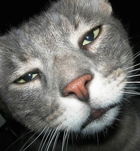 Extreme Closeup Cat
