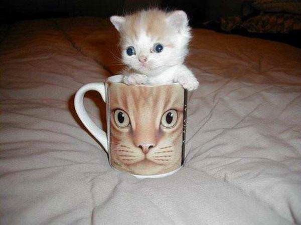 Coffee Cup Kitten