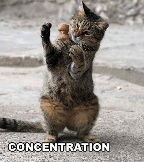 Concentration Cat