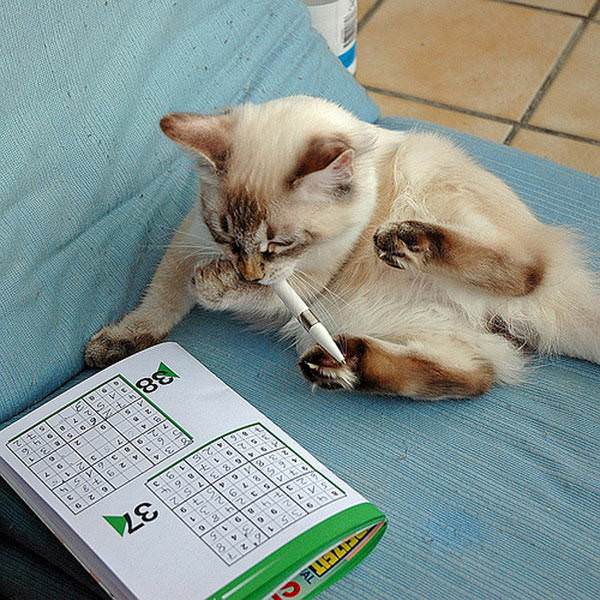 Crossword Puzzle Cat